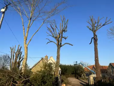 Jardin_Peters_snoeien_bomen_deel1_2 - 