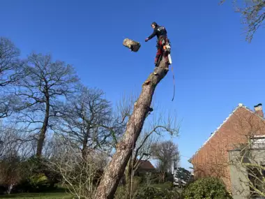 Jardin_Peters_snoeien_bomen_deel2_4 - 